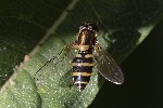 5du30193 - Syrphus ribesii