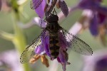 5du30278 - Meliscaeva auricollis