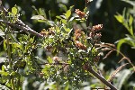 5du30409 - Salix repens