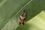 5du30421 - Epinotia cruciana