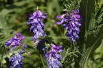 5du30447 - Vicia cracca