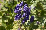 5du30453 - Aconitum napellus