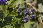 5du30458 - Aconitum napellus