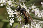 5du30559 - Polistes biglumis