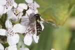 5du30600 - Spaerophoria sp.