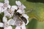 5du30601 - Spaerophoria sp.