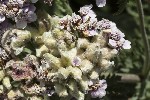 5du30608 - Aceria achilleae
