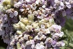 5du30616 - Aceria achilleae
