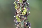 5du30693 - Veratrum album