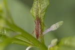 5du30702 - Stenodema holsata