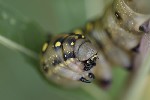 5du30713 - Hyles gallii