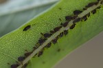 5du30735 - Aphis fabae
