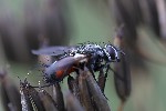 5du30833 - Mintho rufiventris