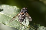 5du30927 - Carcelia sp.