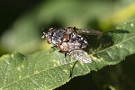 5du30943 - Carcelia sp.