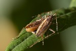 5du30961 - Stenodema holsata