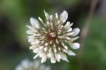 5du31013 - Trifolium repens