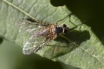 5du31053 - Rhagio lineola