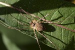 5du31078 - Mitopus morio