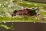 5du31106 - Mompha sturnipennella