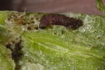 5du31122 - Mompha sturnipennella