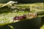 5du31138 - Mompha sturnipennella