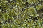 5du31149 - Saxifraga aspera