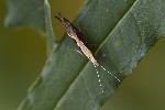 5du31237 - Ypsolopha dentella