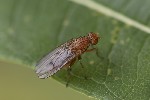5du31307 - Suillia affinis
