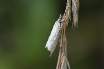 5du31440 - Agriphila straminella