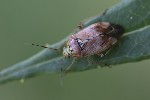 5du31464 - Lygus rugulipennis