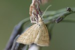 5du31535 - Udea lutealis