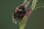 5du31651 - Mompha sturnipennella