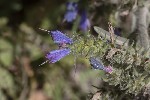5du31780 - Echium vulgare