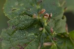 5du31795 - Eriophyes tiliae