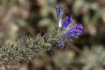 5du31802 - Echium vulgare