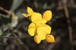 5du31810 - Lotus corniculatus
