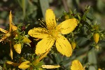 5du31826 - Hypericum x desetangsii