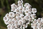 5du31838 - Achillea roseoalba