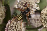 5du32065 - Polistes dominula