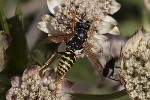 5du32072 - Polistes dominula