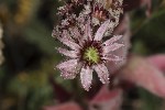 5du32160 - Sempervivum tectorum