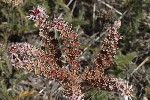 5du32167 - Sempervivum tectorum