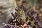 5du32178 - Carpocoris melanocerus