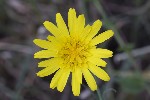5du32193 - Pseudopodostermum hispanicum