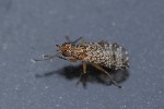 5du32209 - Euthycera chaerophylli