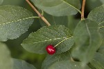 5du32226 - Lonicera alpigena