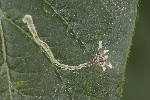 14/08/2025 - 5du32262 - Bessans (73480)