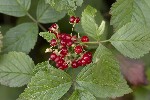 5du32300 - Rubus saxatilis