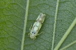 5du32353 - Eupteryx signatipennis